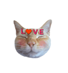 白桃猫猫・シロ（個別スタンプ：2）