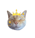 白桃猫猫・シロ（個別スタンプ：3）