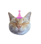 白桃猫猫・シロ（個別スタンプ：4）
