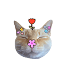 白桃猫猫・シロ（個別スタンプ：5）