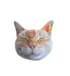 白桃猫猫・シロ（個別スタンプ：6）