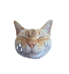 白桃猫猫・シロ（個別スタンプ：7）