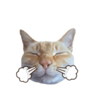 白桃猫猫・シロ（個別スタンプ：11）