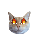 白桃猫猫・シロ（個別スタンプ：12）