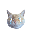 白桃猫猫・シロ（個別スタンプ：14）