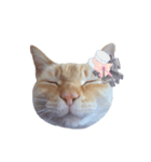 白桃猫猫・シロ（個別スタンプ：17）
