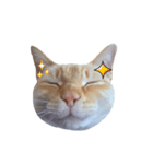 白桃猫猫・シロ（個別スタンプ：19）