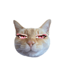 白桃猫猫・シロ（個別スタンプ：21）