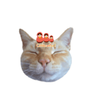 白桃猫猫・シロ（個別スタンプ：22）