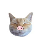白桃猫猫・シロ（個別スタンプ：23）