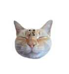 白桃猫猫・シロ（個別スタンプ：26）