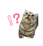 じるちゃいスタンプ（個別スタンプ：22）