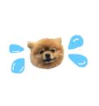 犬＆猫 NO.2（個別スタンプ：4）