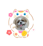 シーズー  ぽんまるちゃんのお正月（個別スタンプ：2）