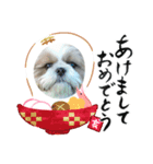 シーズー  ぽんまるちゃんのお正月（個別スタンプ：3）