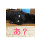 我が家の犬猫スタンプ Vol.1（個別スタンプ：1）