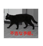 我が家の犬猫スタンプ Vol.1（個別スタンプ：2）