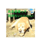 我が家の犬猫スタンプ Vol.1（個別スタンプ：5）