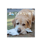 我が家の犬猫スタンプ Vol.1（個別スタンプ：7）