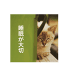 我が家の犬猫スタンプ Vol.1（個別スタンプ：8）