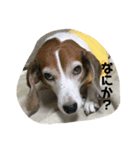 ビーグル風味ももちゃん2（個別スタンプ：1）