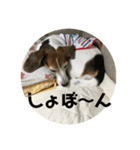 ビーグル風味ももちゃん2（個別スタンプ：17）