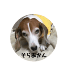 ビーグル風味ももちゃん2（個別スタンプ：20）