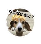 ビーグル風味ももちゃん2（個別スタンプ：24）
