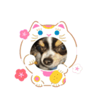 まろきゅ2（個別スタンプ：3）