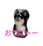 まろきゅ2（個別スタンプ：9）