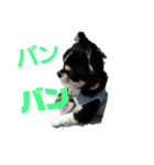 まろきゅ2（個別スタンプ：11）