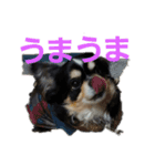 まろきゅ2（個別スタンプ：12）