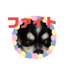 まろきゅ2（個別スタンプ：13）