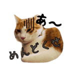 茶白猫こっぺ（個別スタンプ：5）