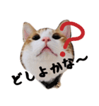 茶白猫こっぺ（個別スタンプ：6）