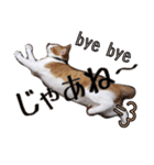 茶白猫こっぺ（個別スタンプ：9）