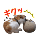 茶白猫こっぺ（個別スタンプ：10）