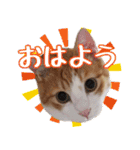 茶白猫こっぺ（個別スタンプ：12）