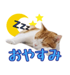 茶白猫こっぺ（個別スタンプ：15）