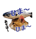 茶白猫こっぺ（個別スタンプ：17）