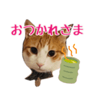 茶白猫こっぺ（個別スタンプ：20）