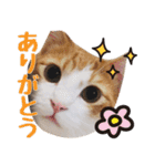 茶白猫こっぺ（個別スタンプ：21）