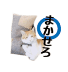 茶白猫こっぺ（個別スタンプ：22）
