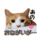 茶白猫こっぺ（個別スタンプ：23）