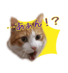 茶白猫こっぺ（個別スタンプ：24）