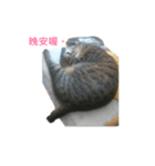 こんにちは！猫ちゃんの福宝です！（個別スタンプ：8）