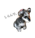 COA_schnauzer10（個別スタンプ：1）