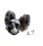 COA_schnauzer10（個別スタンプ：2）