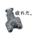 COA_schnauzer10（個別スタンプ：3）
