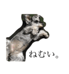 COA_schnauzer10（個別スタンプ：4）